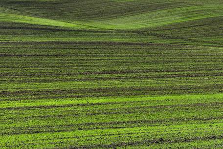 Detail of green young wheat or oat field on a rolling hillside in Orcia valley, Tuscany, Italy, Europe